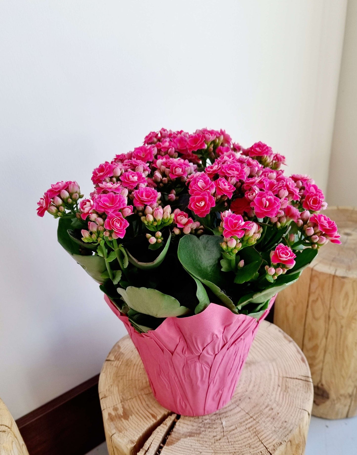 Kalanchoe Premium