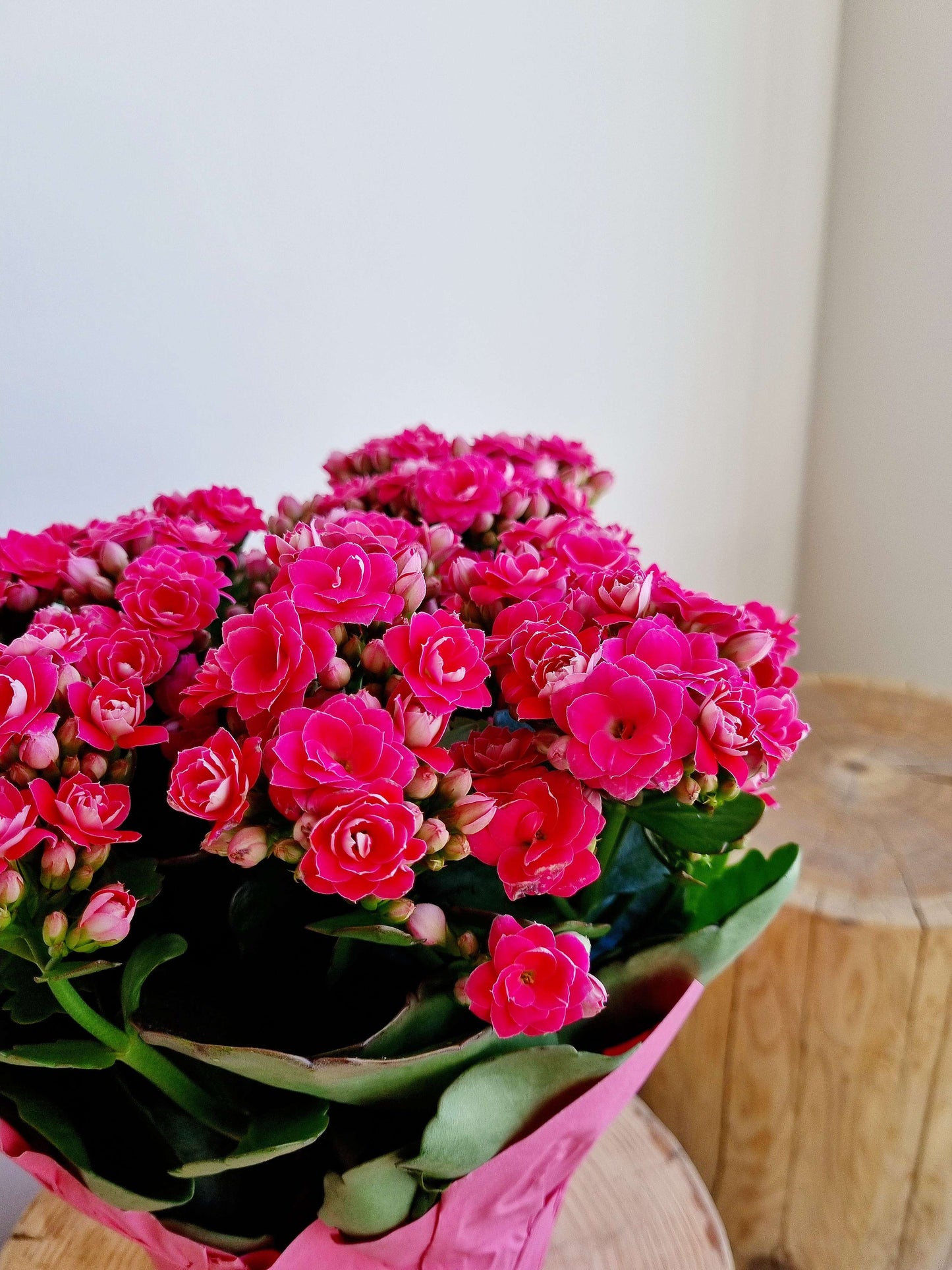 Kalanchoe Premium