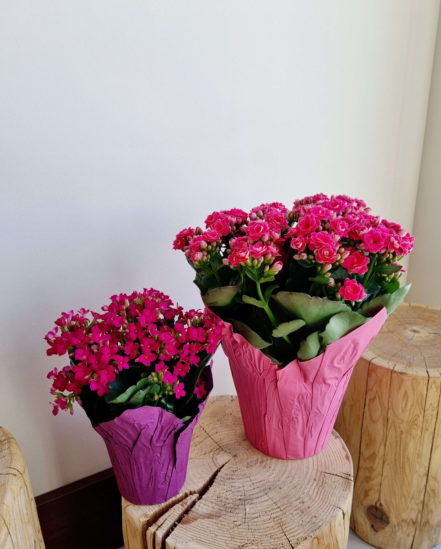 Kalanchoe Premium
