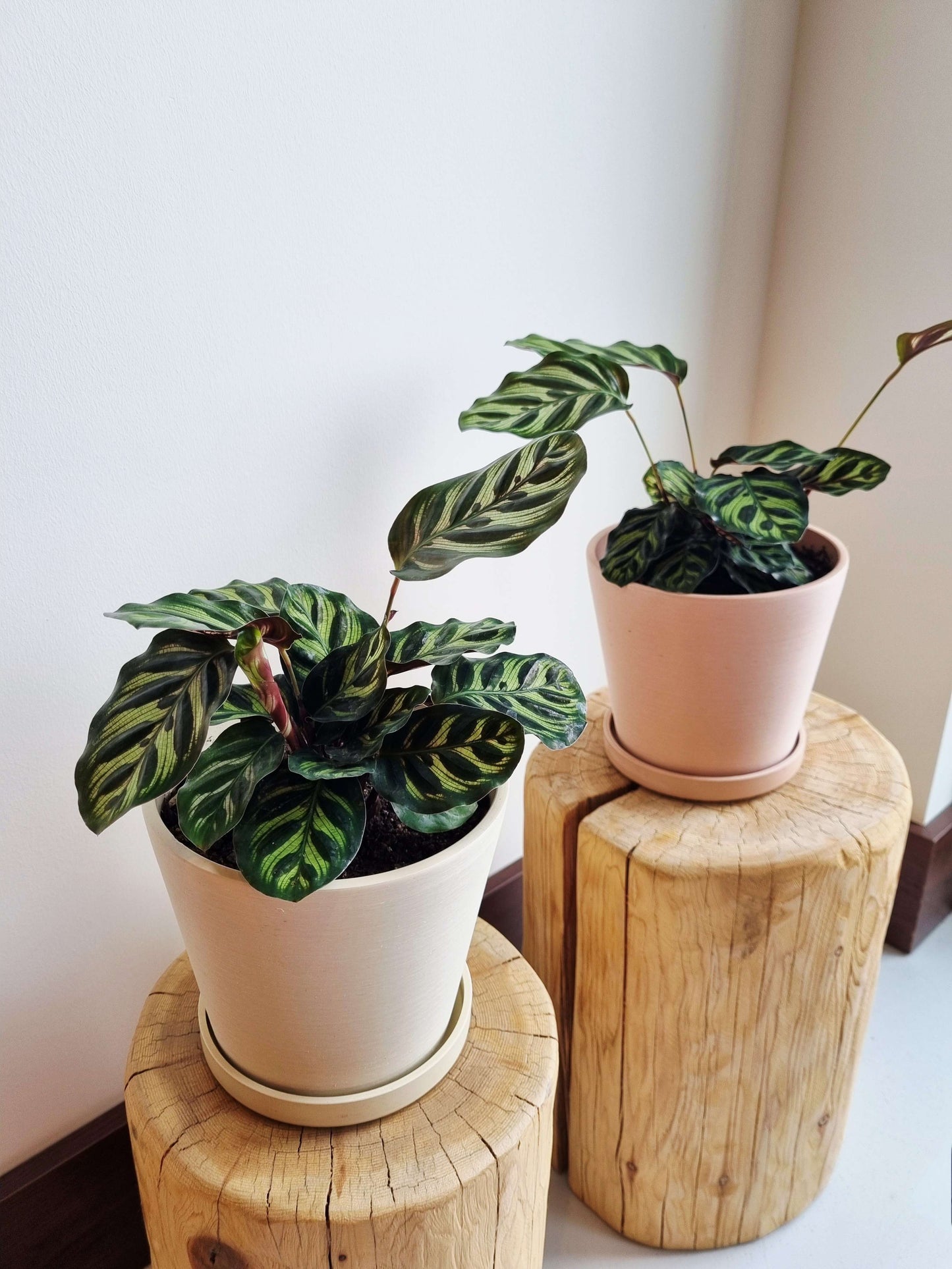 Calathea