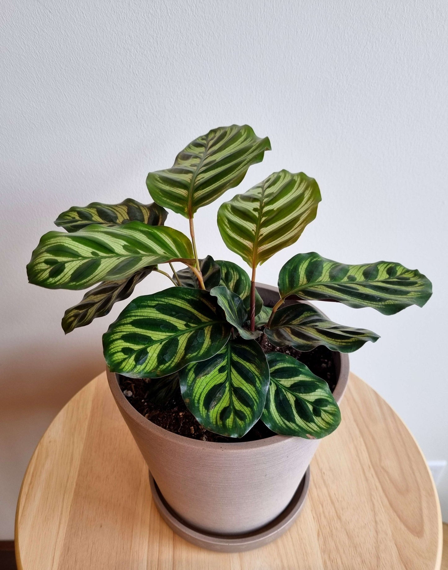 Calathea