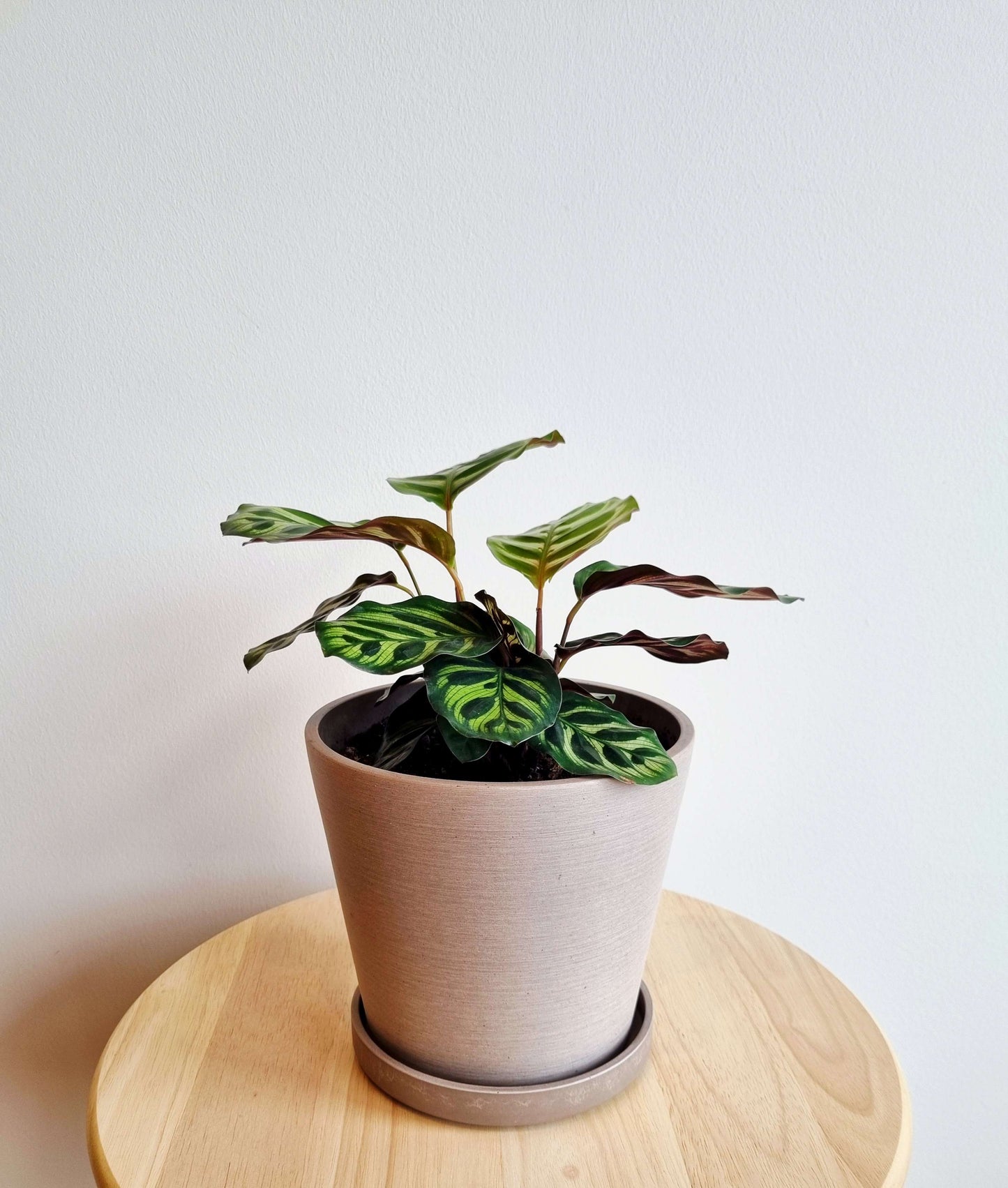Calathea