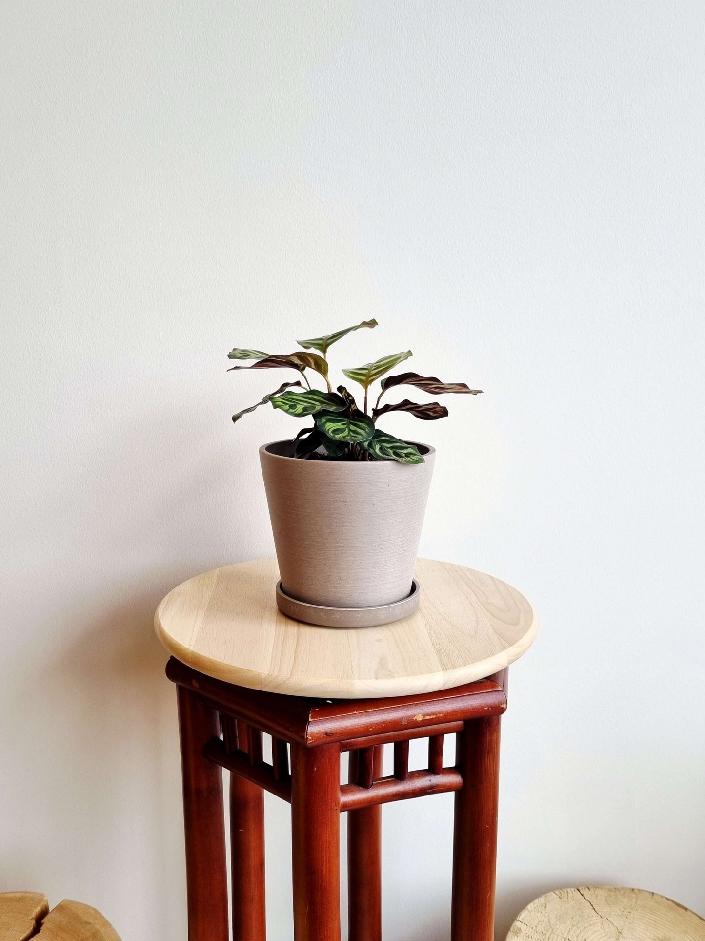 Calathea