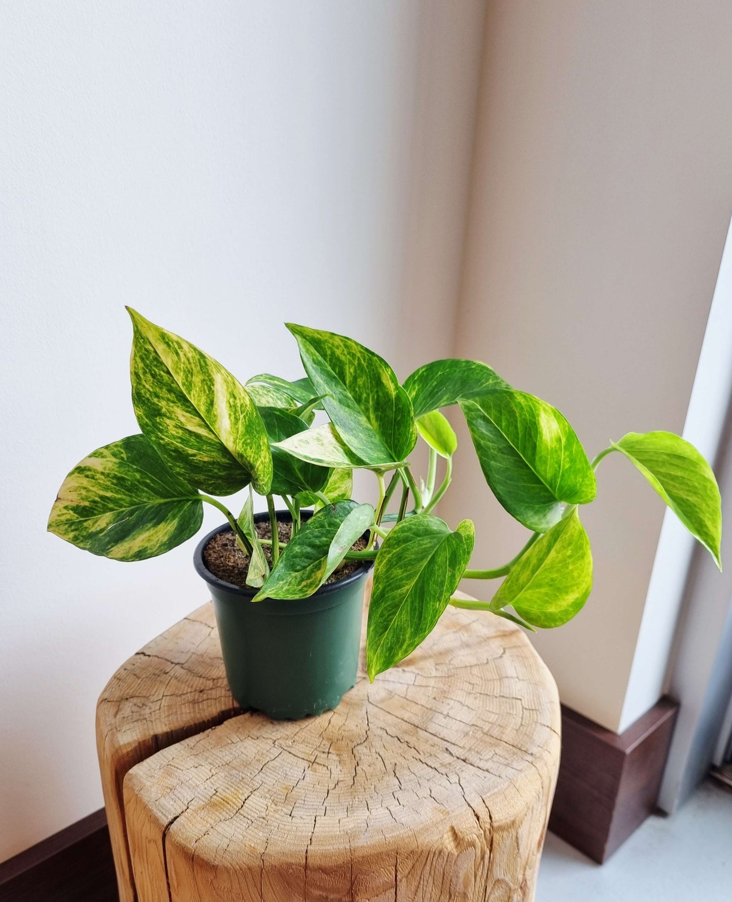 Pothos Golden