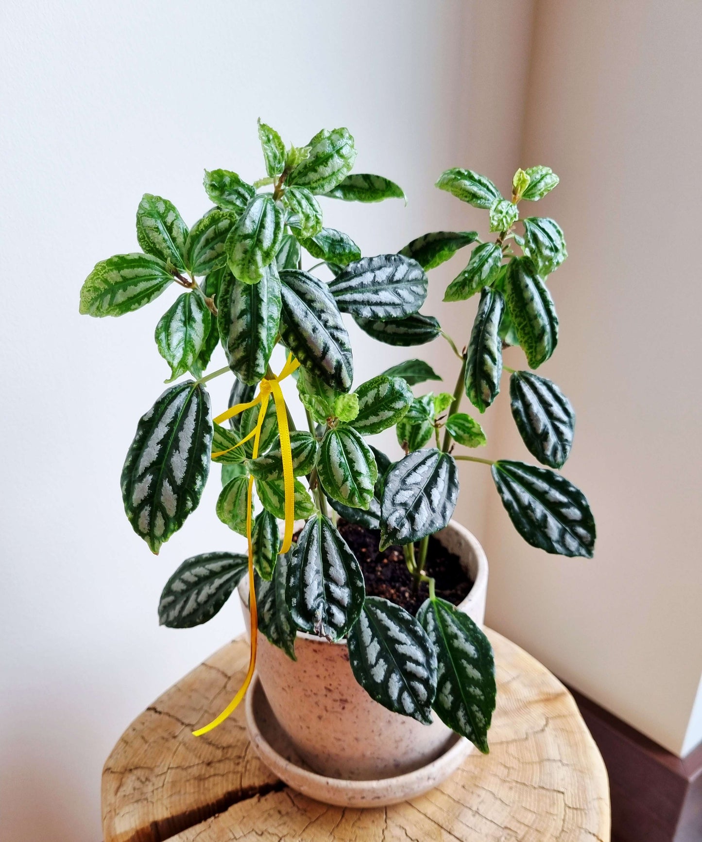Pilea Aluminum
