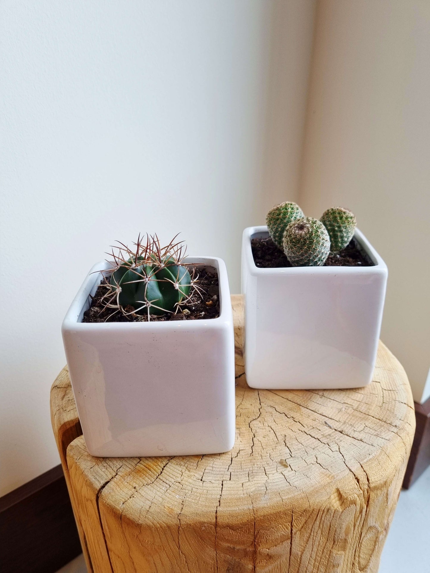 Ceramic Cube Mini Plant