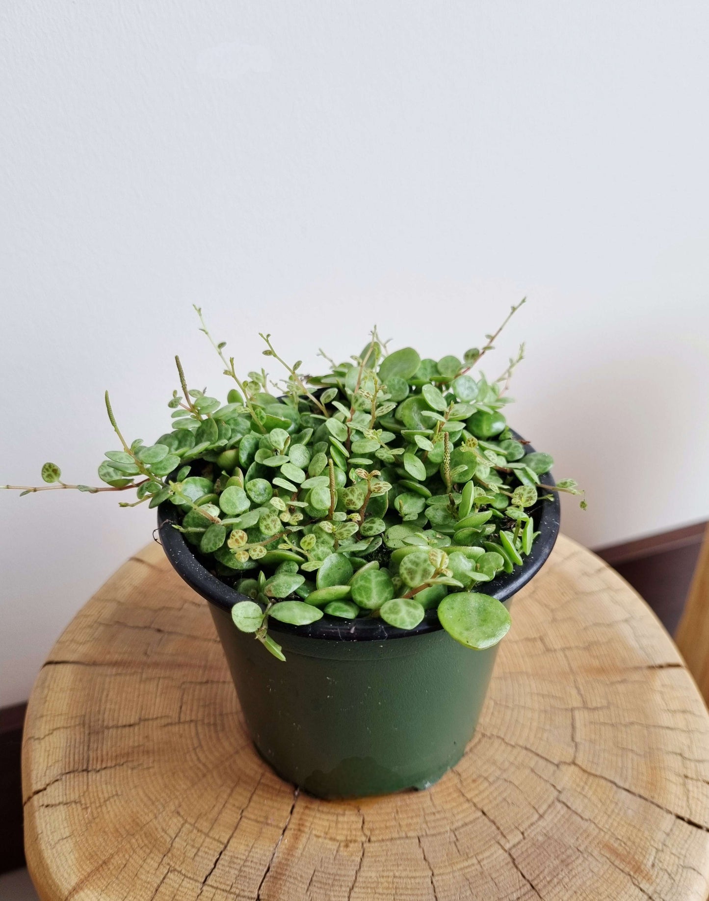 String of Turtles