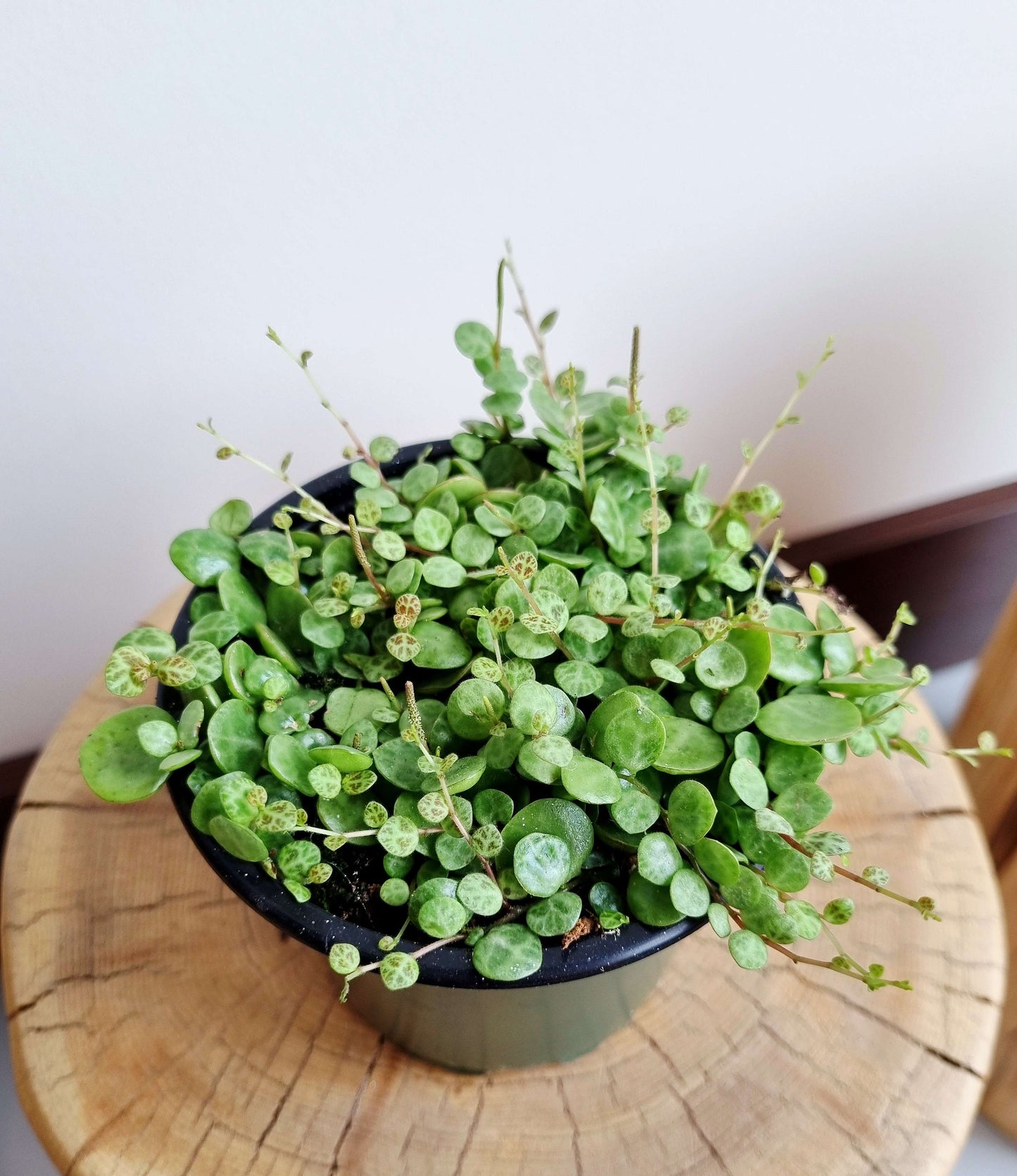 String of Turtles