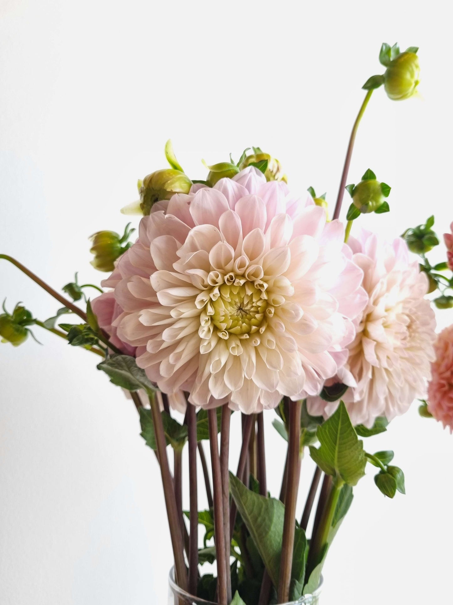 Fresh Cut Dahlias