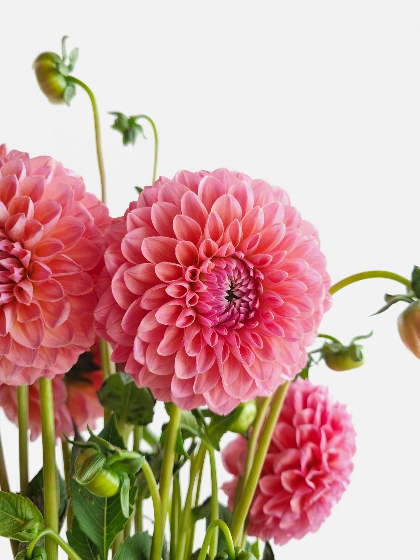 Fresh Cut Dahlias