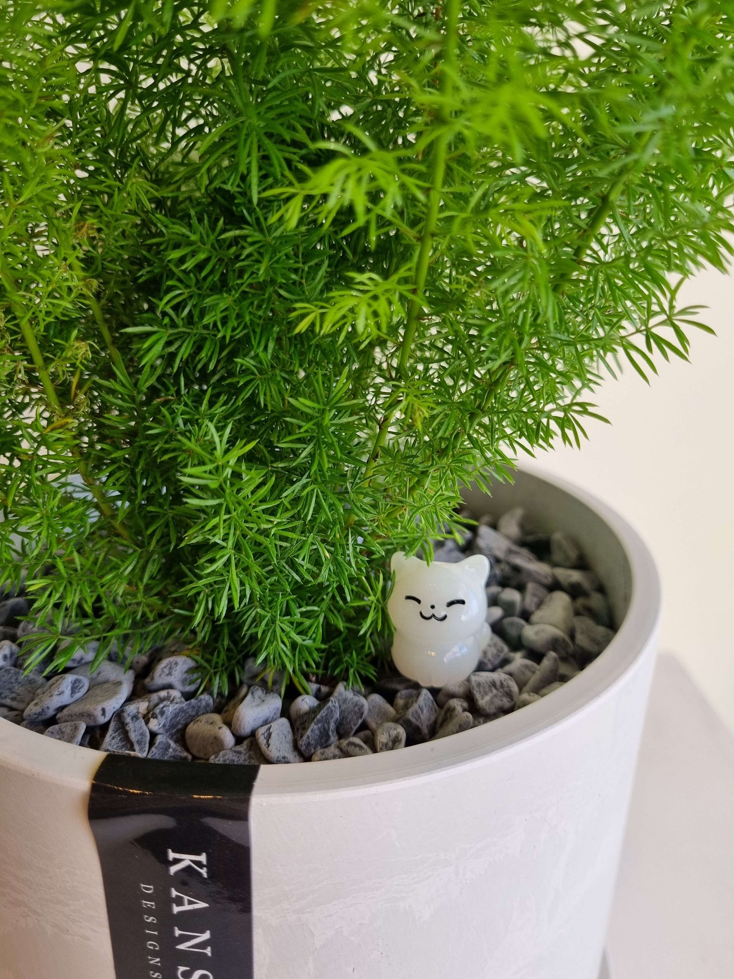 Foxtail Fern