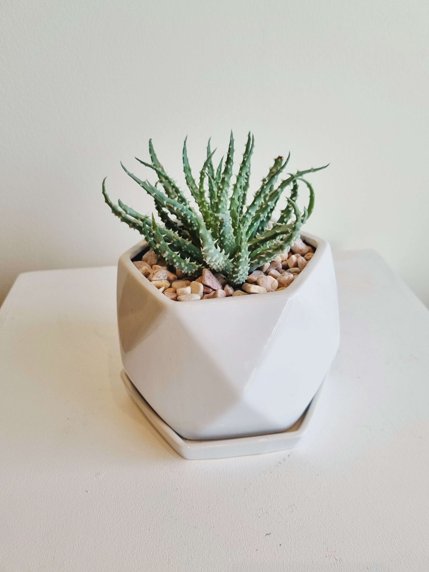 Geo Planter Succulent