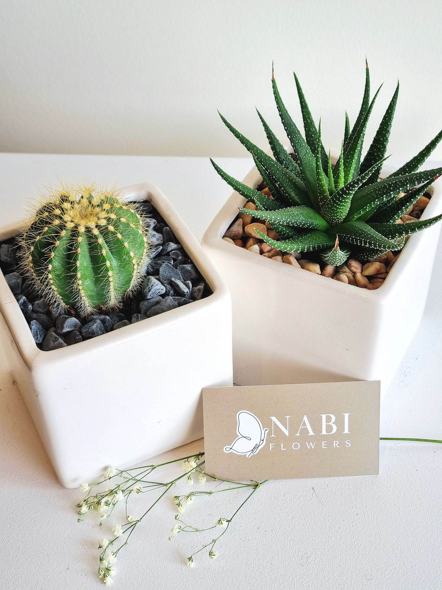 Ceramic Cube Plant
