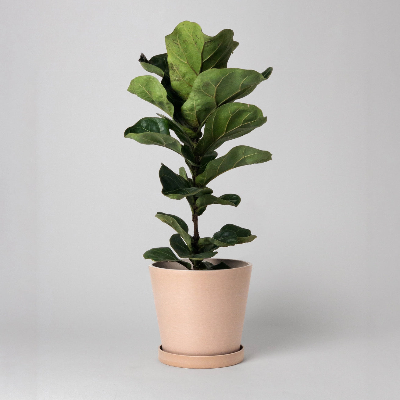 Kanso - 7" Tapered Earth Tones Planter Pot & Saucer Set