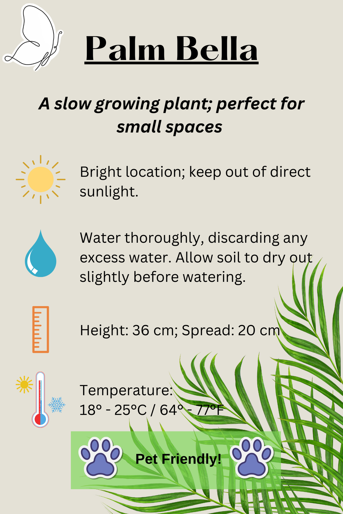 Parlour Palm (Bella)