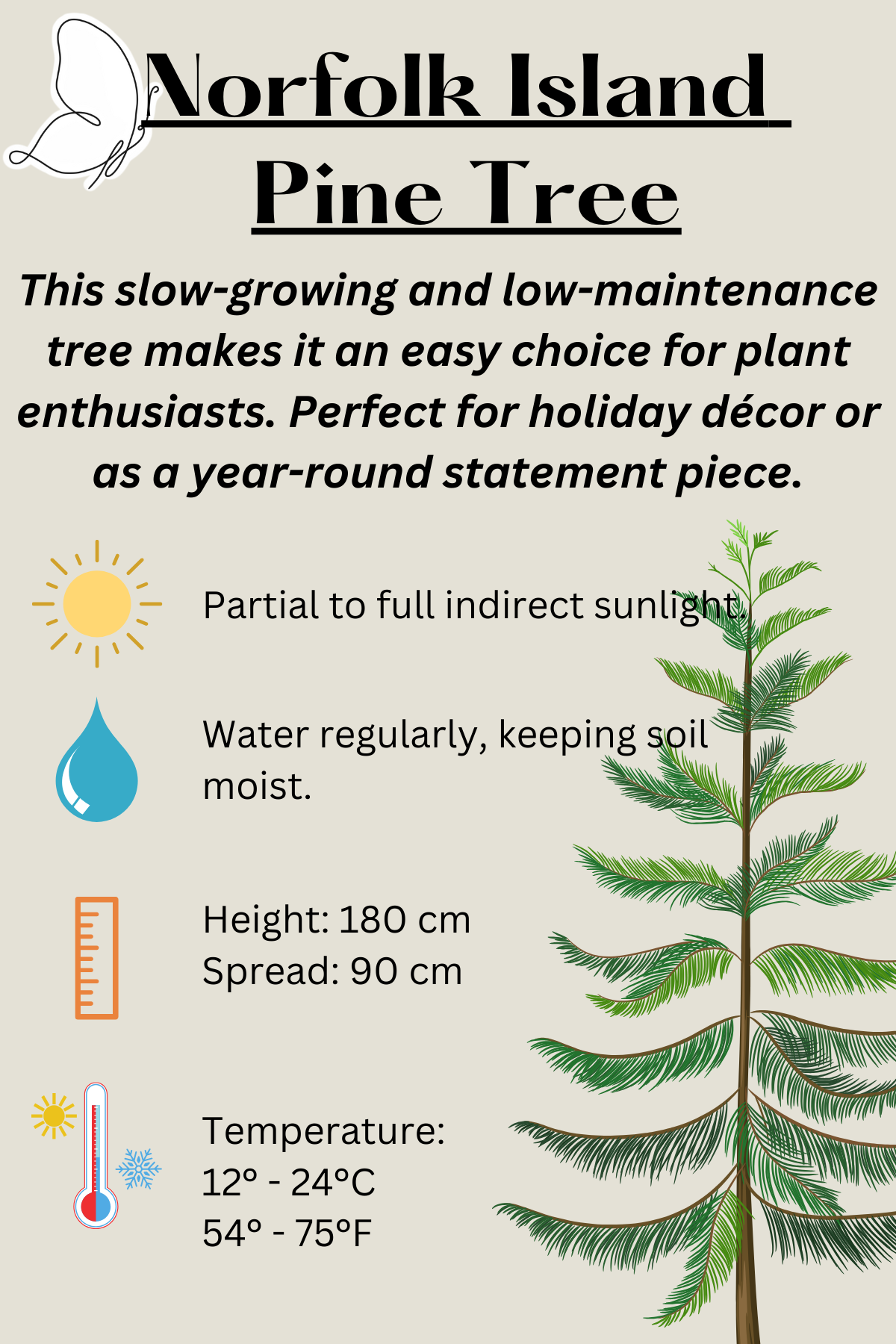 Norfolk Island Pine