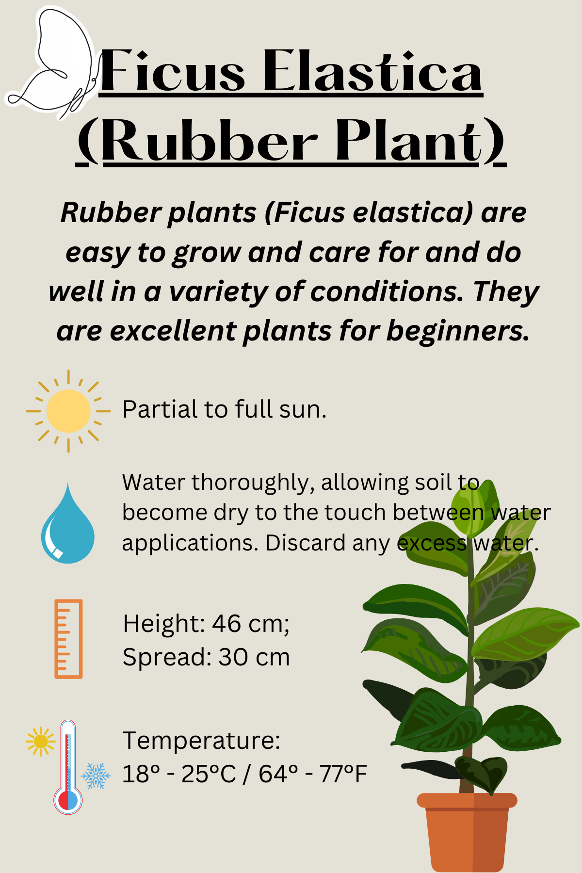 Ficus Elastica Burgundy - Rubber Plant