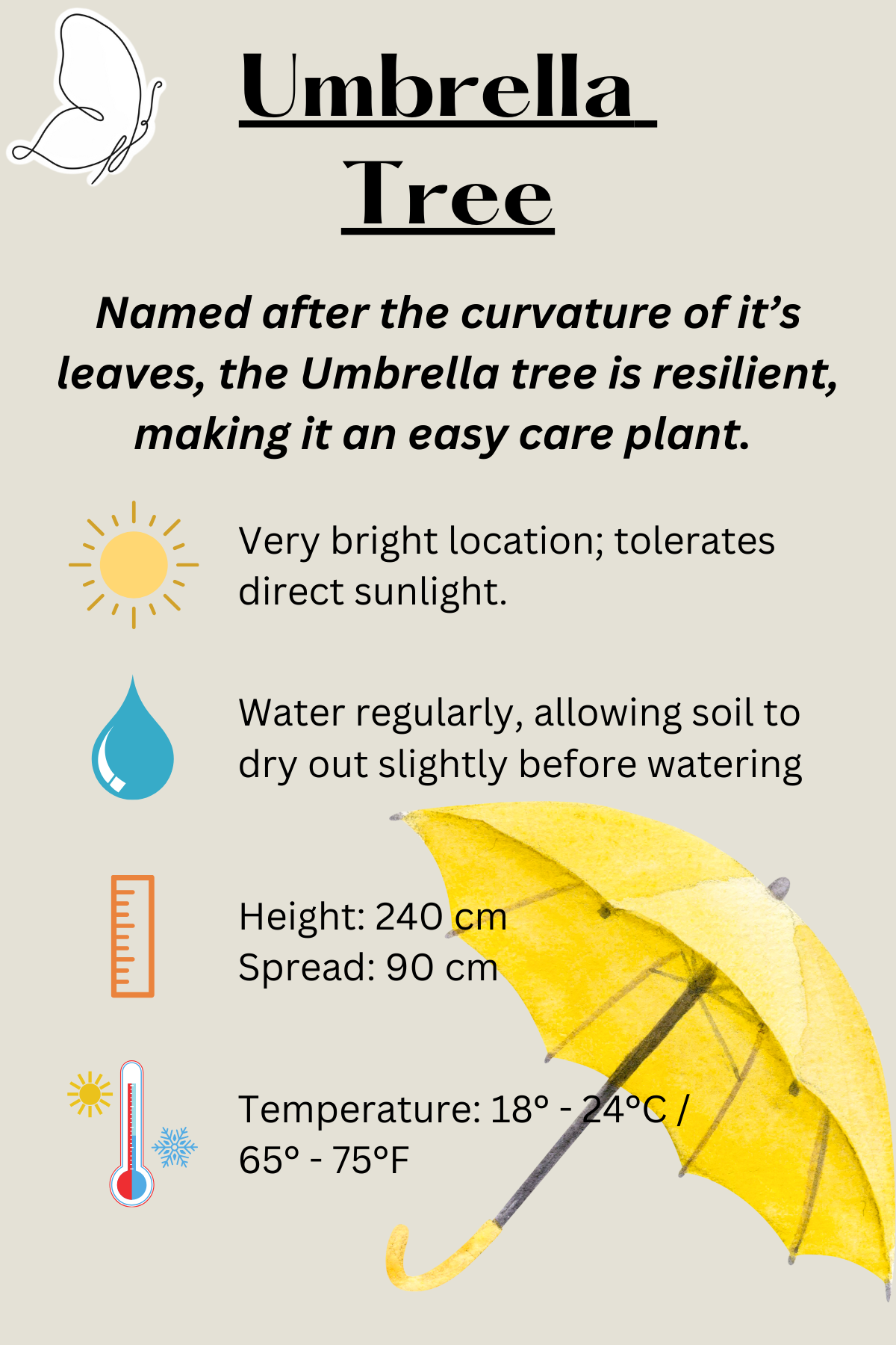 Schefflera Umbrella Tree