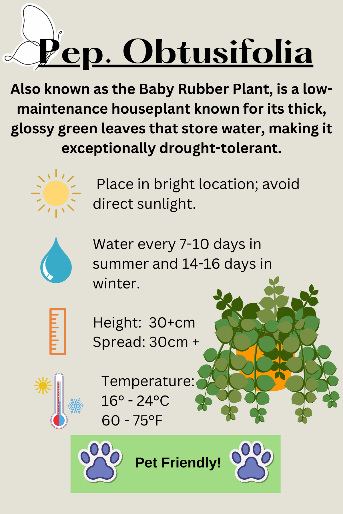Peperomia Obtusifolia