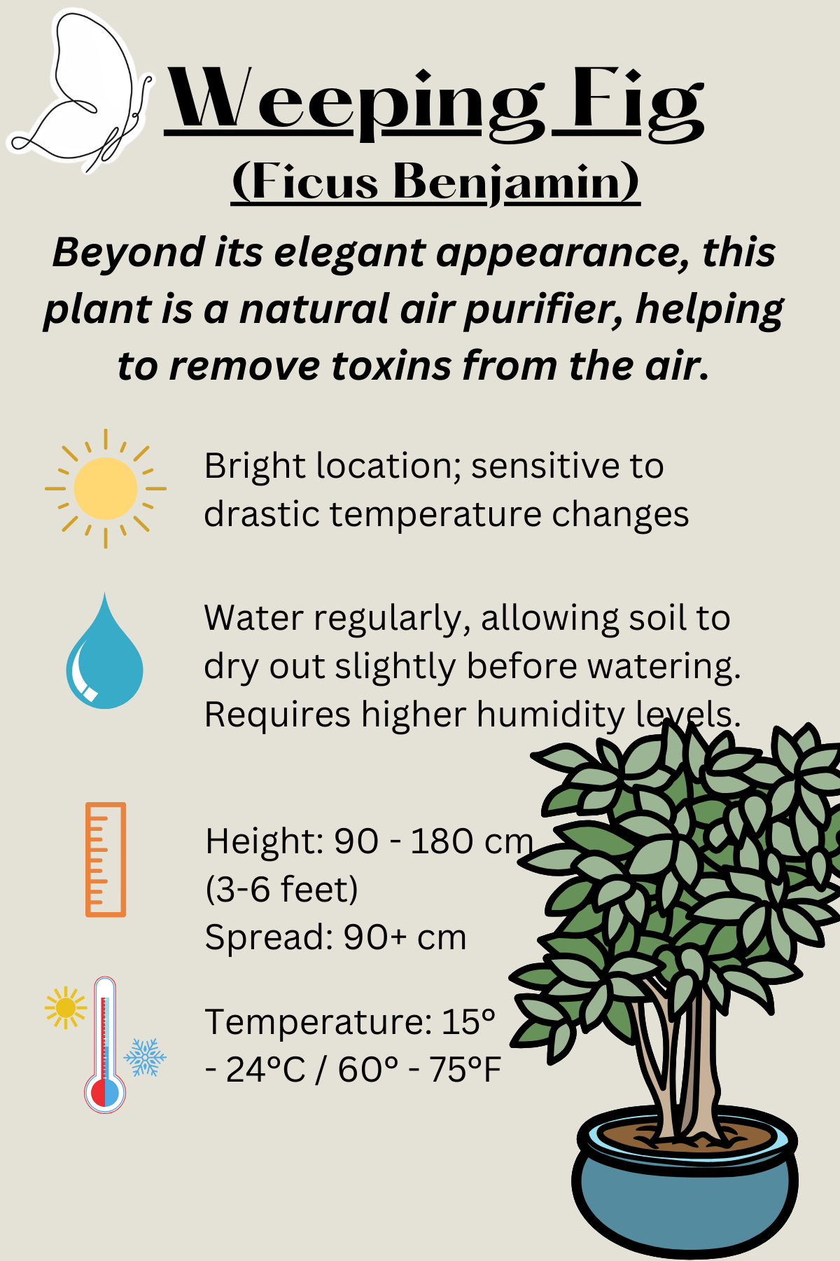 Weeping Fig (Ficus Benjamina Variegated)