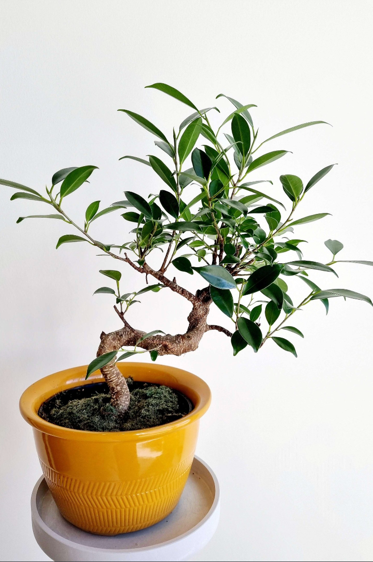 bonsai tree calgary for sale Bonsai Ficus – Nabi Flowers