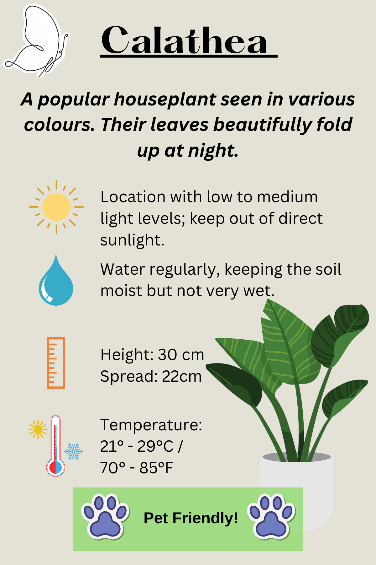 Calathea