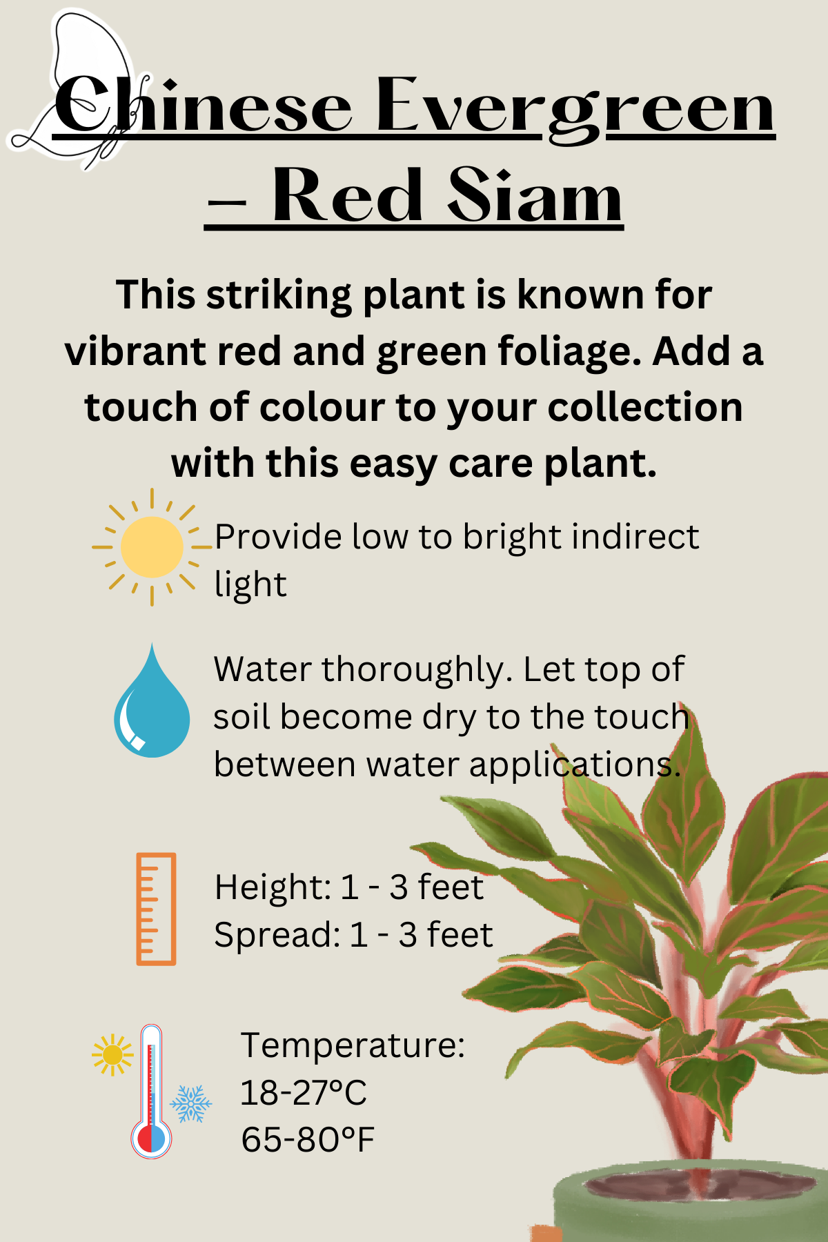 Chinese Evergreen - Red Siam