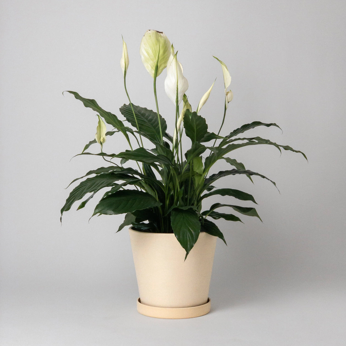 Kanso - 7" Tapered Earth Tones Planter Pot & Saucer Set