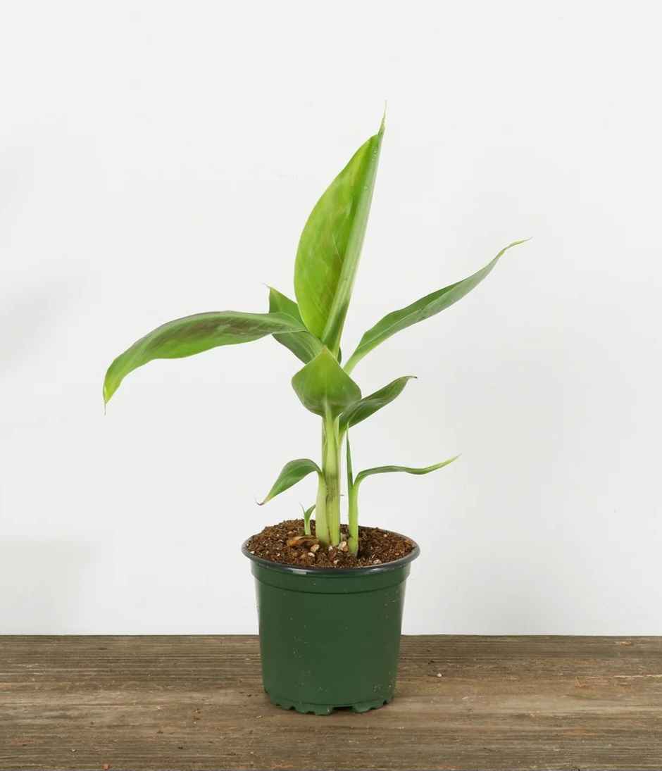 Dwarf Banana Plant