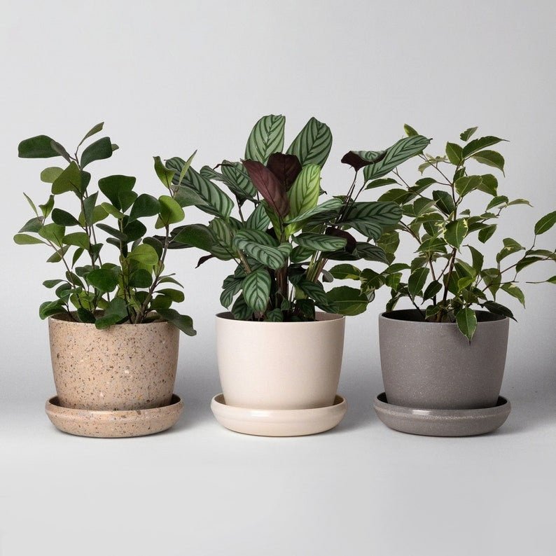 Kanso - 5" Upcycled Planter and Saucer Set