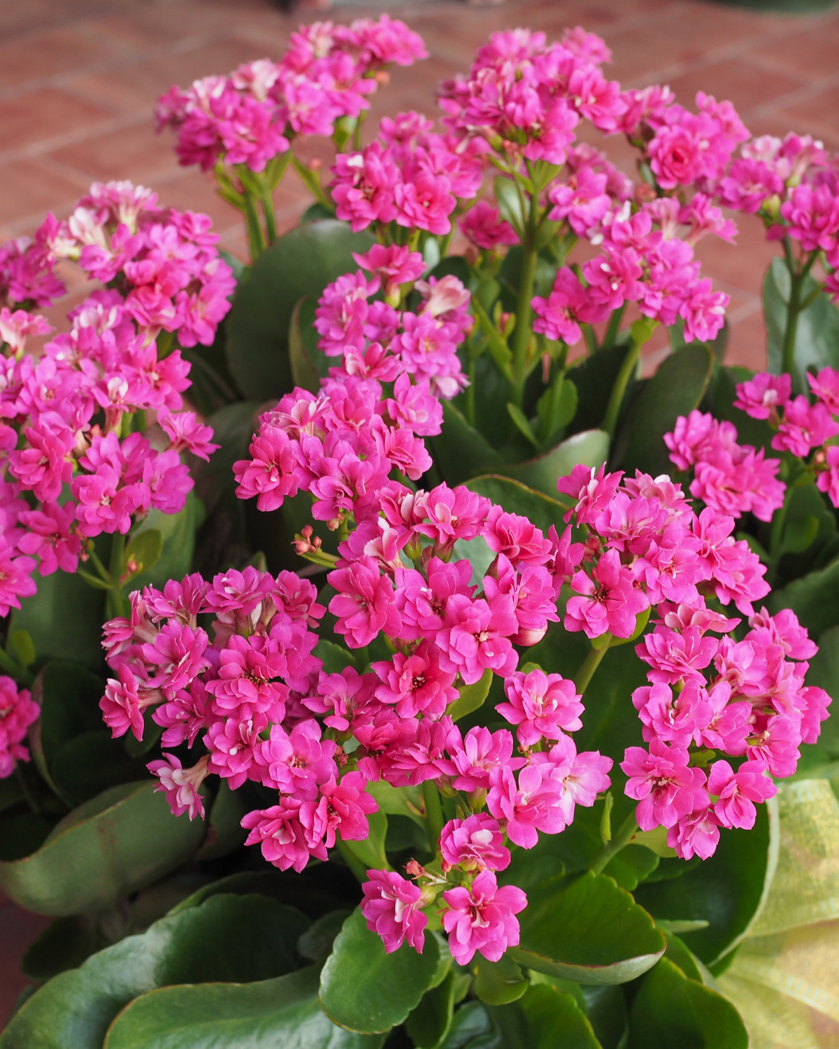 Kalanchoe Premium