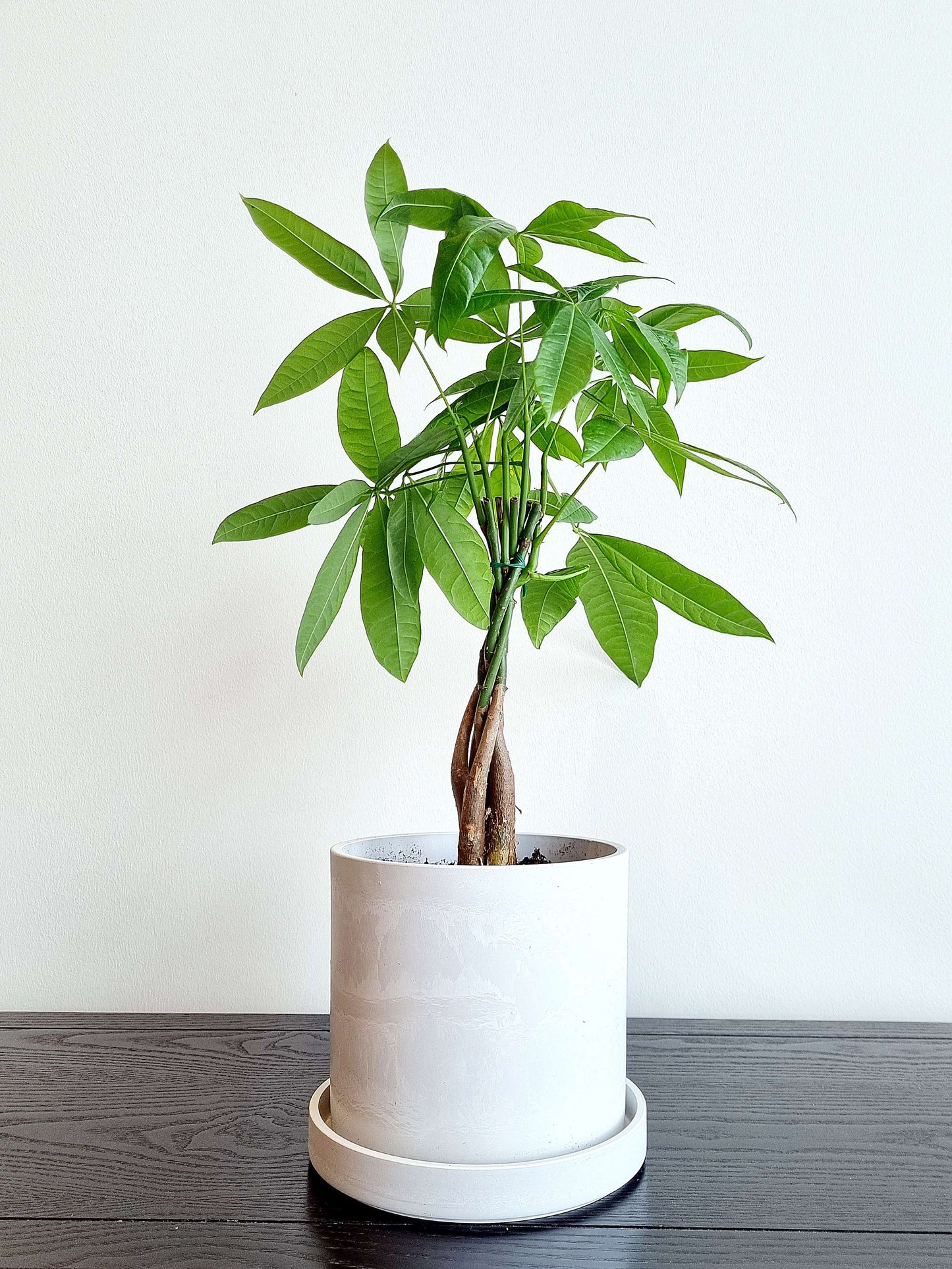 Braided Money Tree