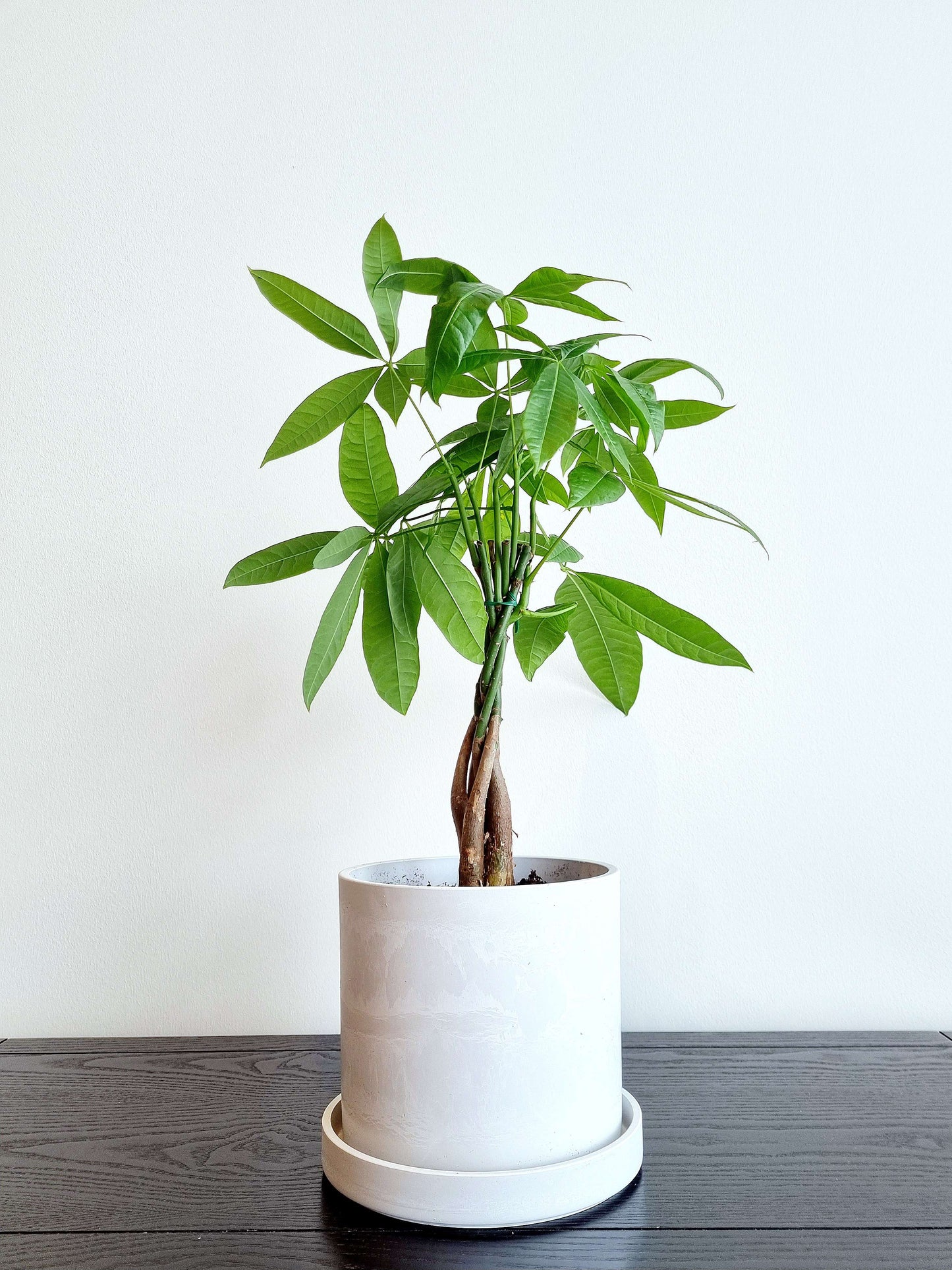 Braided Money Tree