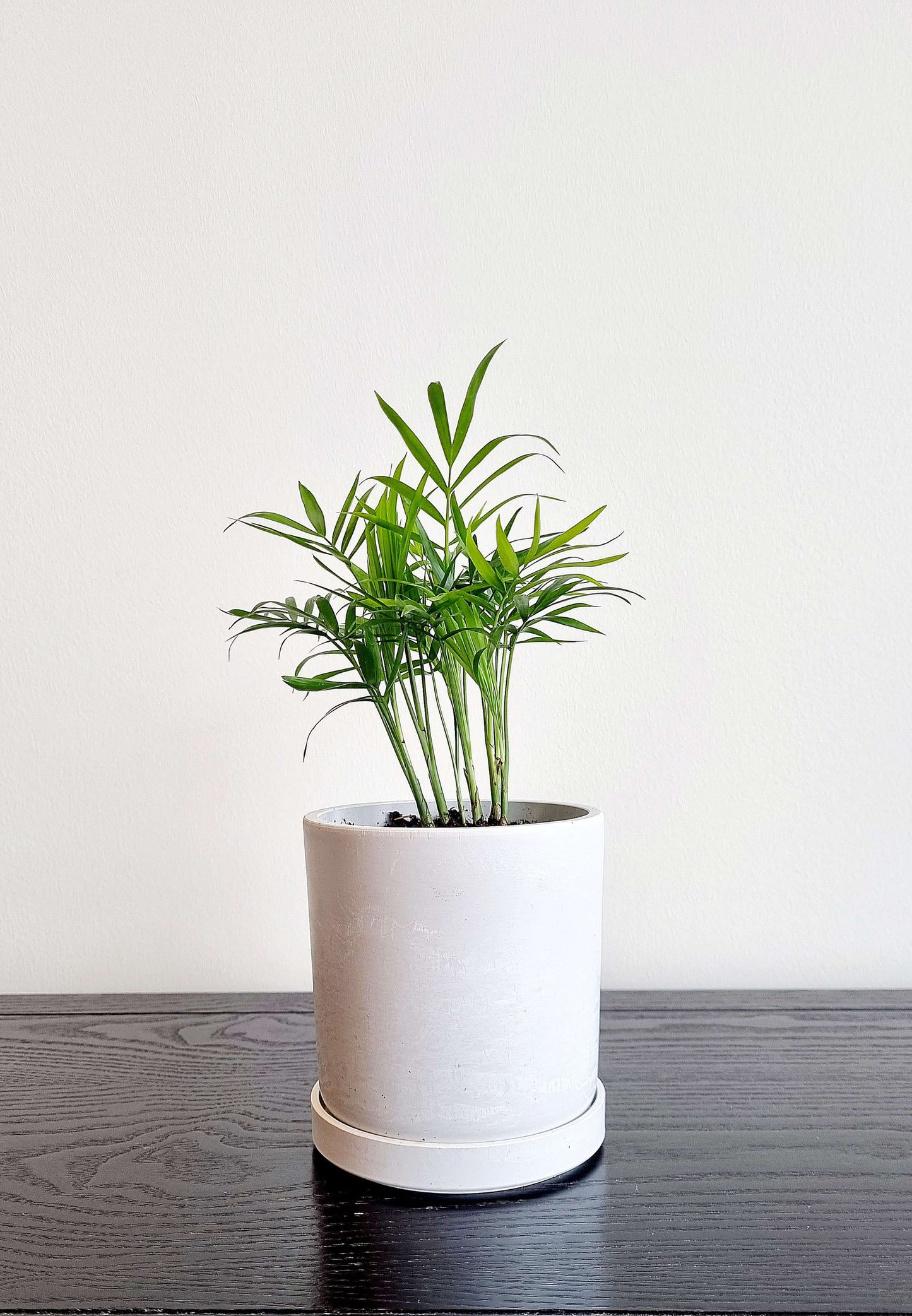 Parlour Palm (Bella)