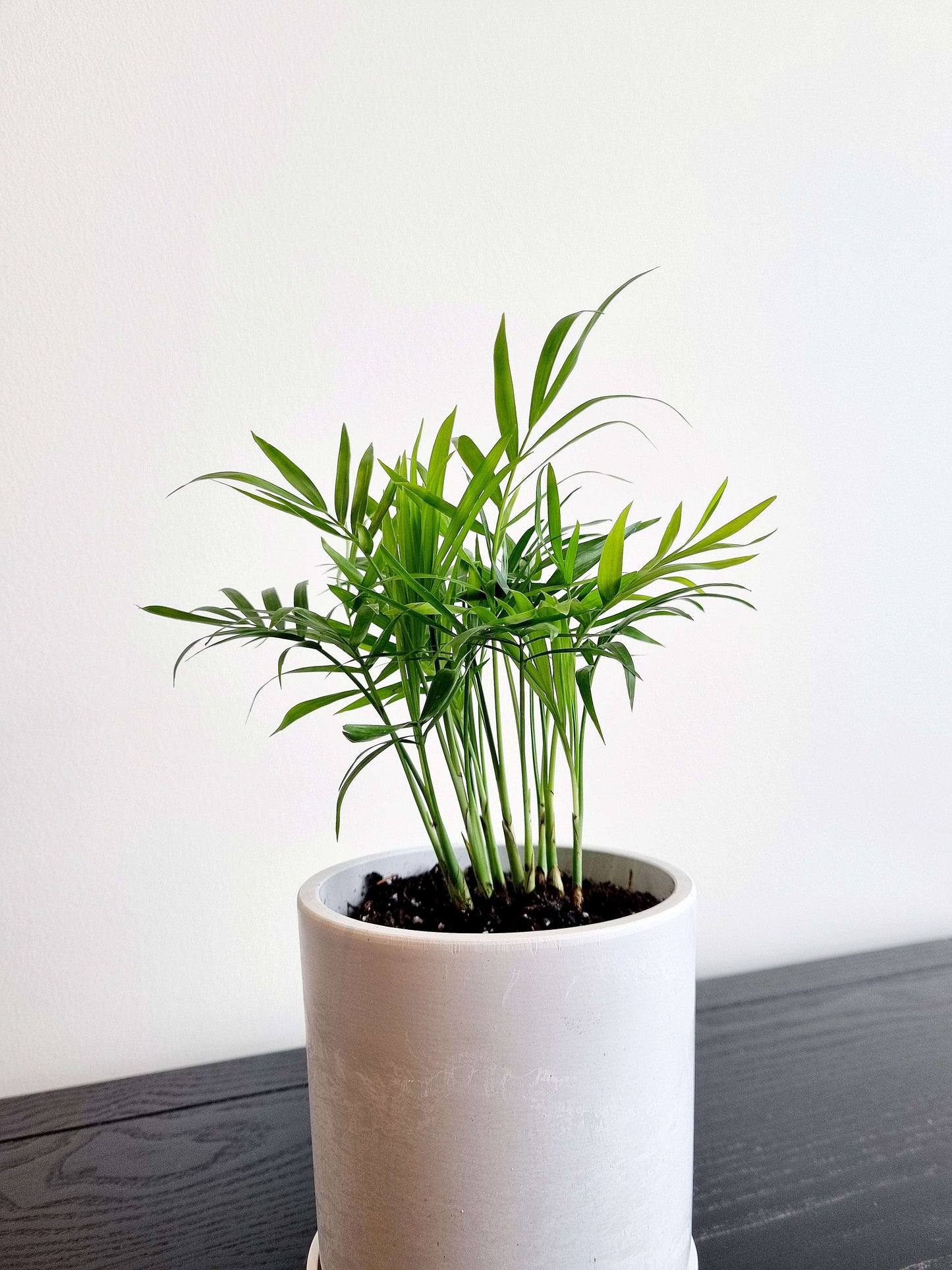 Parlour Palm (Bella)