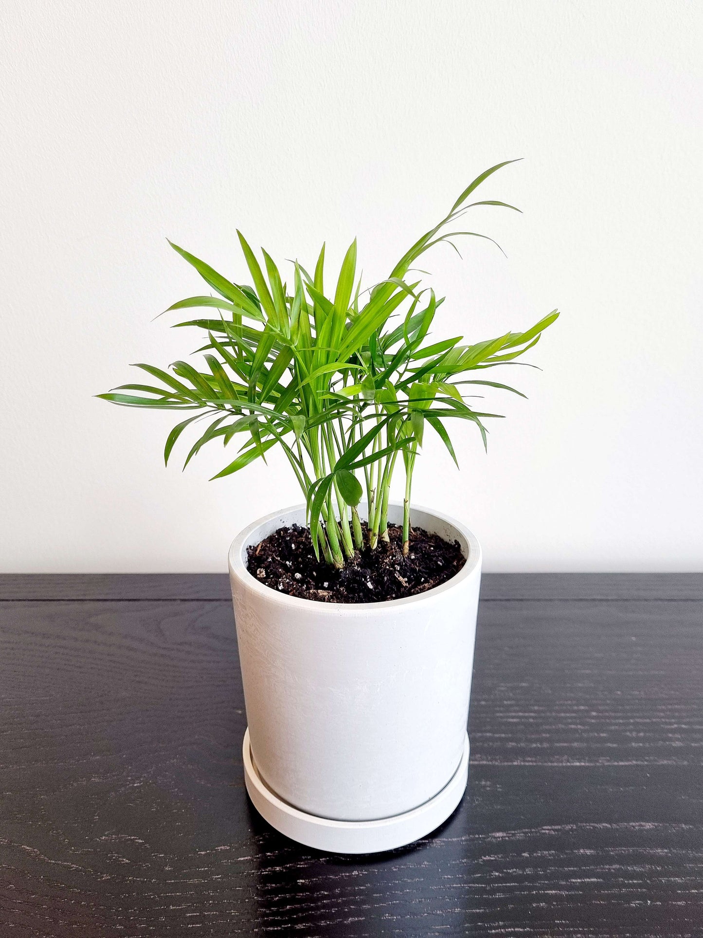 Parlour Palm (Bella)