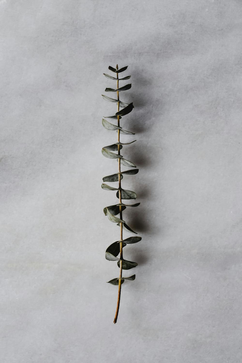 Natural Dried Eucalyptus