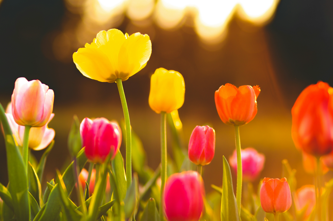 The Psychology of Flowers: How Blooms Affect Mood, Productivity, and Well-being