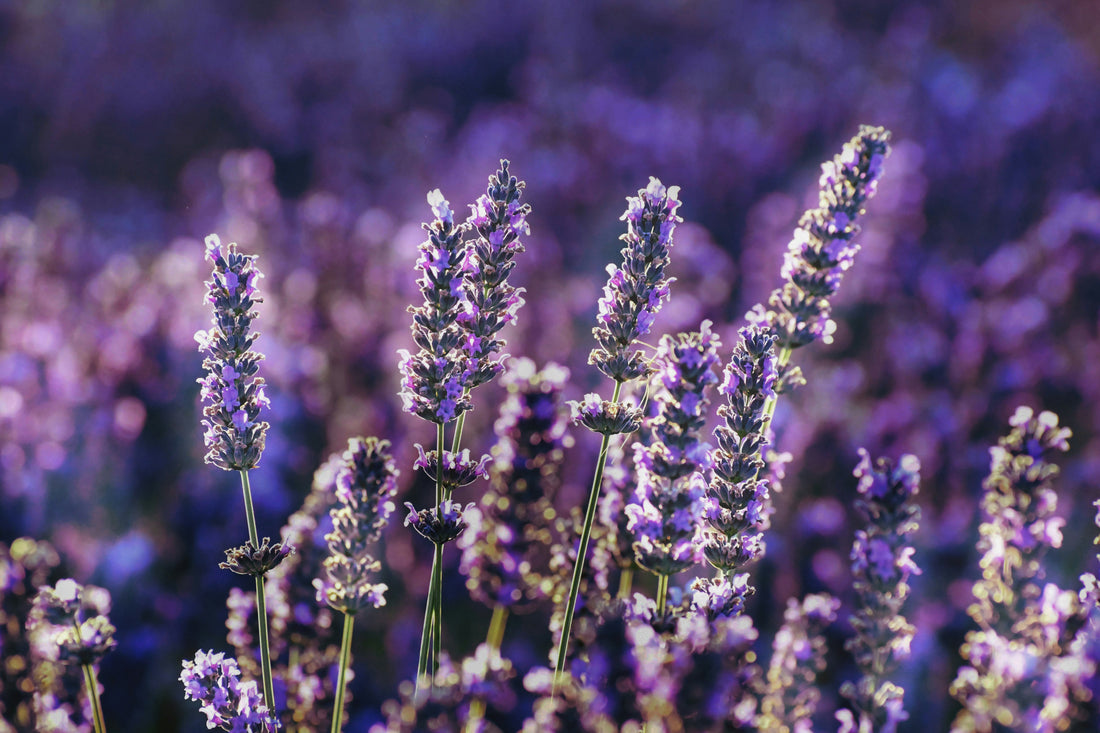 Lavender and Well-Being: Exploring the Therapeutic Symphony of Scent and Colour