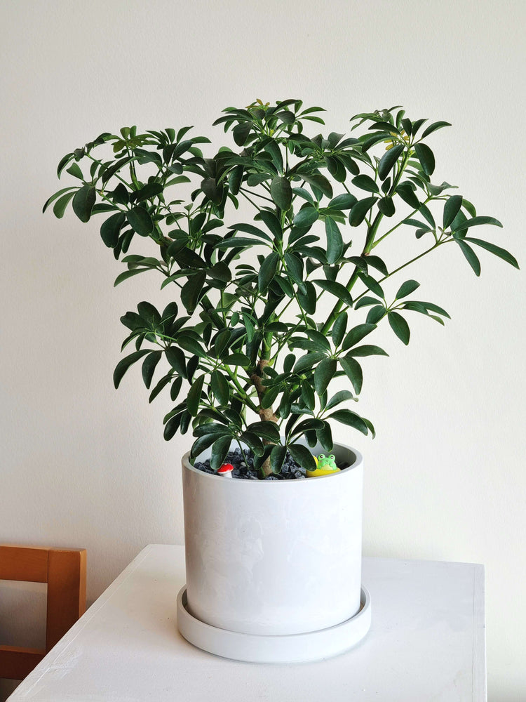 Indoor Trees
