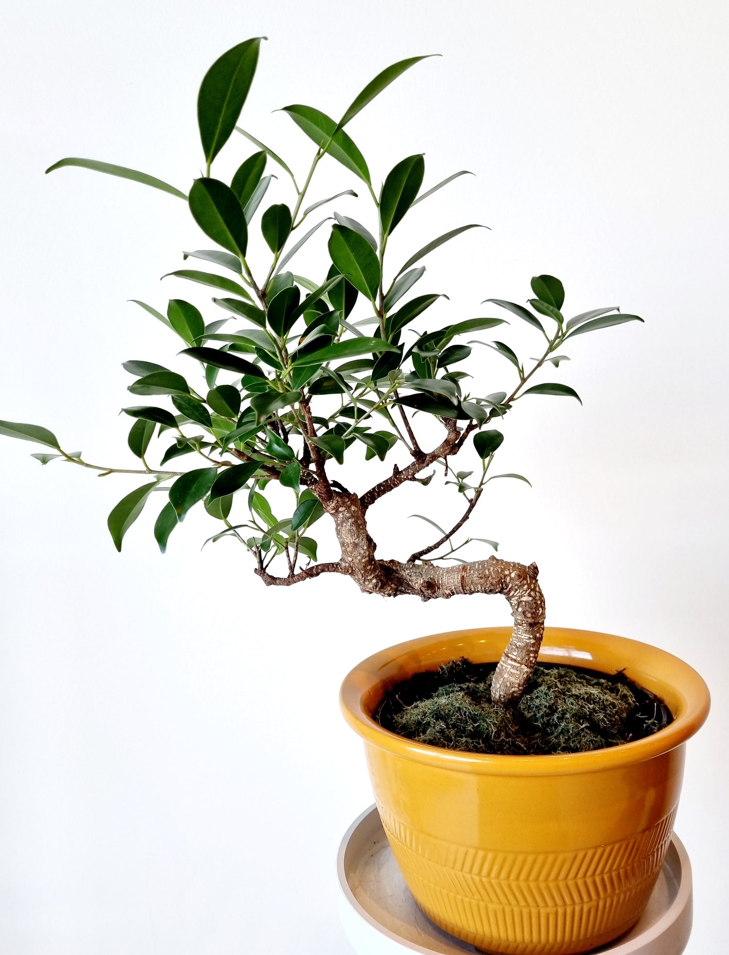 Indoor Plants