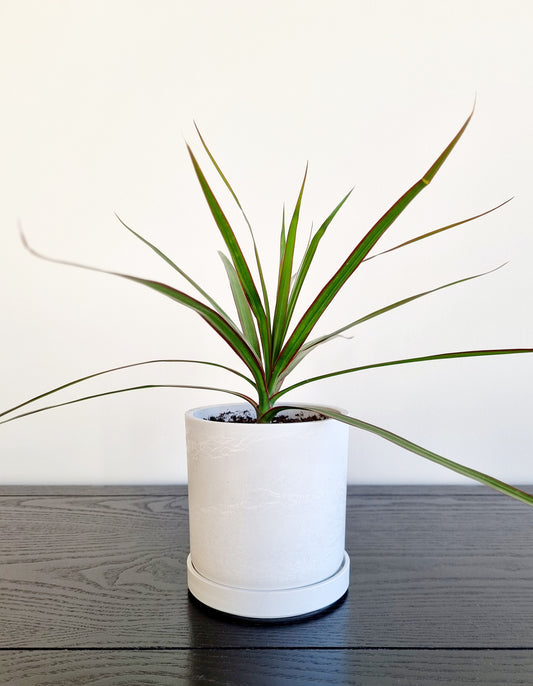 Draceana Dragon Tree