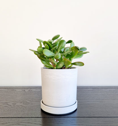 Jade