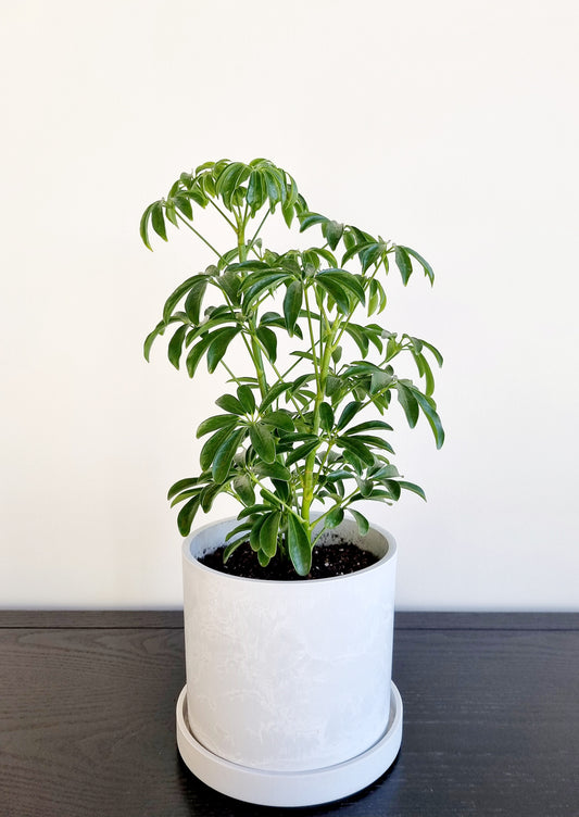 Schefflera Umbrella Tree