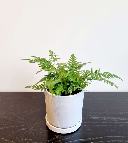 Korean Rock Fern