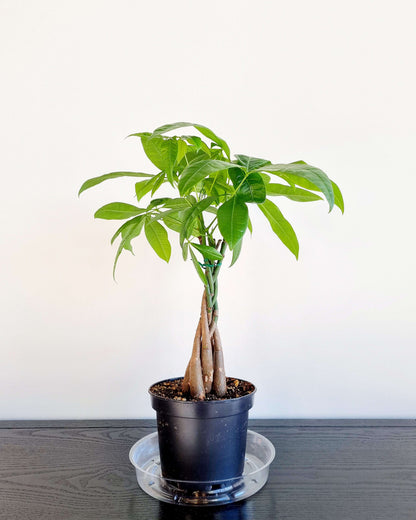 Braided Money Tree
