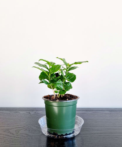 Coffee Plant