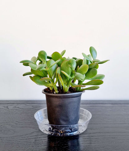 Jade