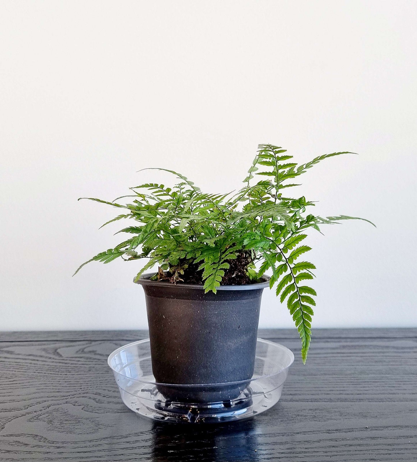 Korean Rock Fern