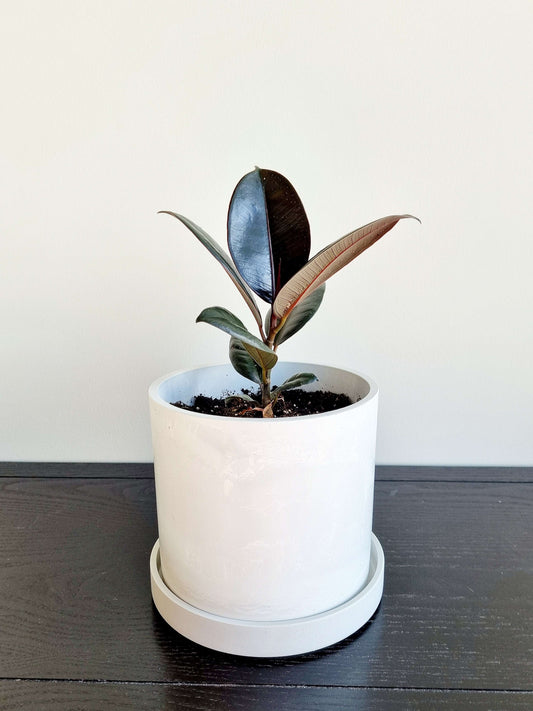 Ficus Elastica Burgundy - Rubber Plant